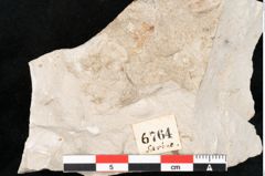 Foto (Detailansicht) von Glyptostrobus europaeus Brongniart (NHMW-GEO-2024-0188-6764)